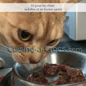 recette pour chat adulte en bonne santé